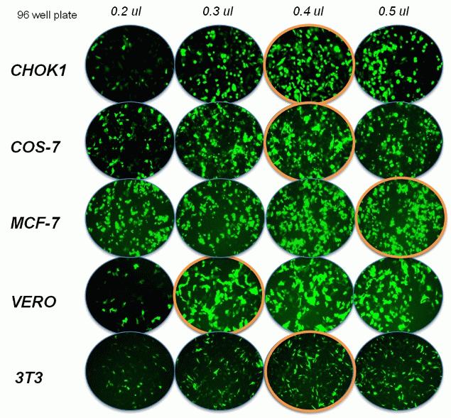 GFP expression
