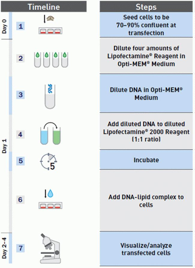 Lipofectamine® 2000 transfection protocol