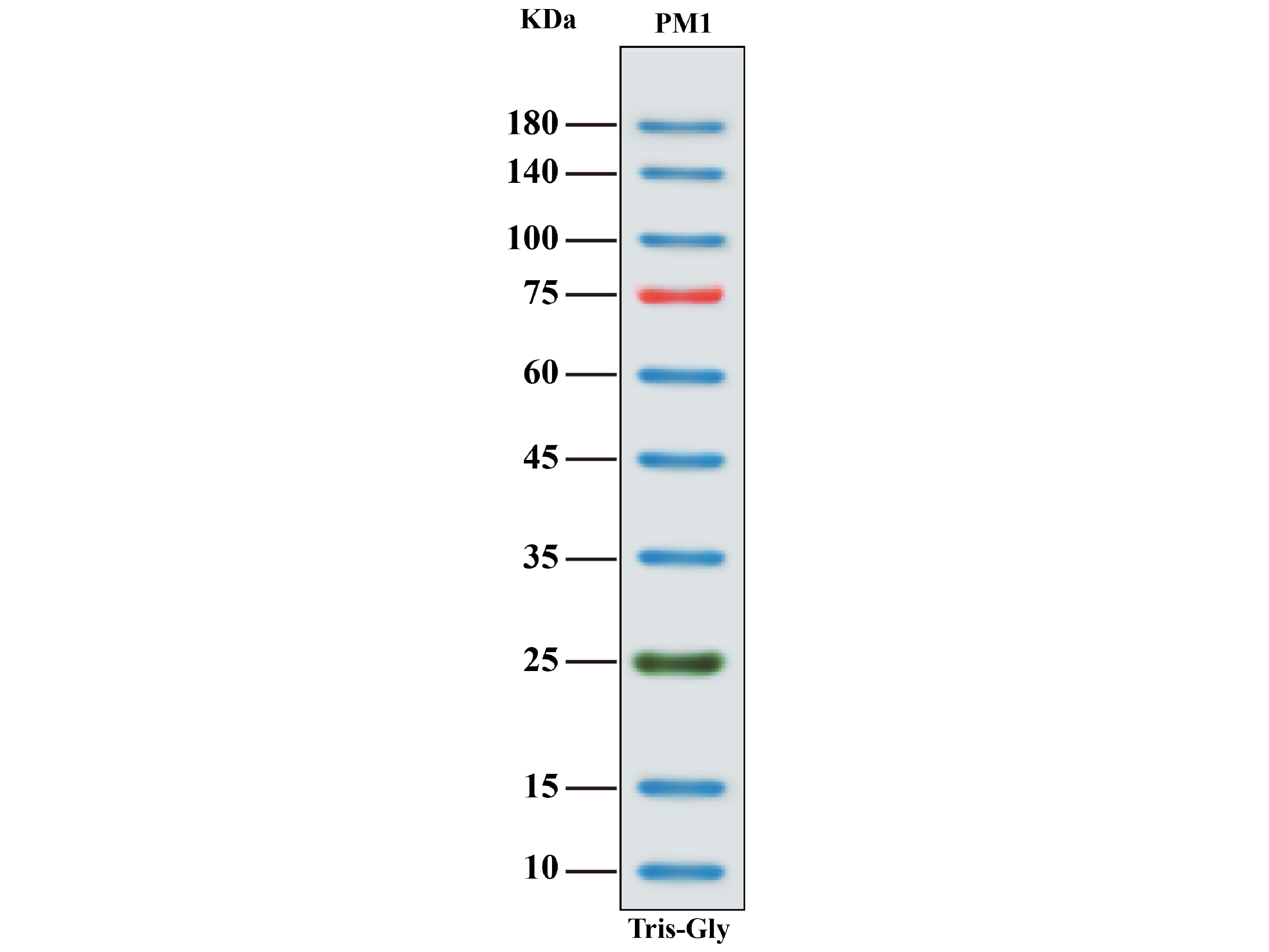 biosci colorband prestained protein marker