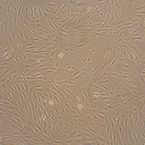 登录后可见商家信息 6孔超低吸附微孔板 140 pageruler prestained p