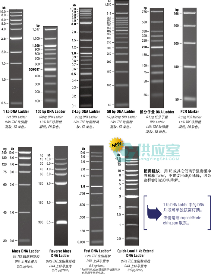 1kb,100 bp 和低分子量 dna ladder 为 500 &mu;g/ml.