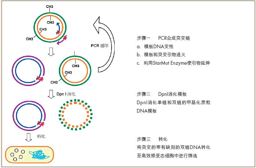 克隆与文库构建 starmut site-directed mutagenesis kit采用反向pcr